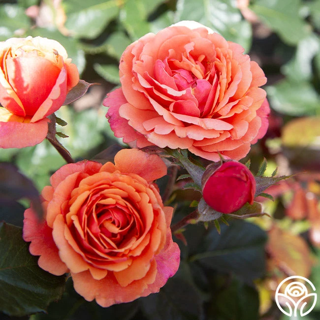 Anna's Promise 4 Anna's Promise - Image 2