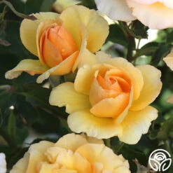 Anne Harkness® -Heirloom Roses Anne Harkenss 13