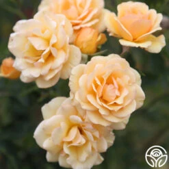 Anne Harkness® -Heirloom Roses Anne Harkness 12
