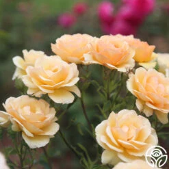 Anne Harkness® -Heirloom Roses Anne Harkness 14