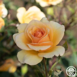 Anne Harkness® -Heirloom Roses Anne Harkness 01