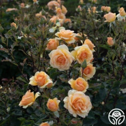 Anne Harkness® -Heirloom Roses Anne Harkness 05