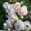 Anne Hathaway™ -Heirloom Roses Anne Hathway 12