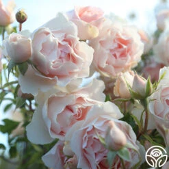 Anne Hathaway™ 15 Anne Hathaway™ -Heirloom Roses Anne Hathway 122