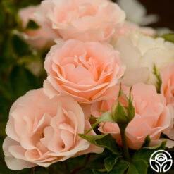 Anne Hathaway™ 18 Anne Hathaway™ -Heirloom Roses Anne Hathway 15