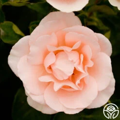 Anne Hathaway™ 19 Anne Hathaway™ -Heirloom Roses Anne Hathway 17