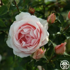 Anne Hathaway™ 17 Anne Hathaway™ -Heirloom Roses Anne Hathway 188