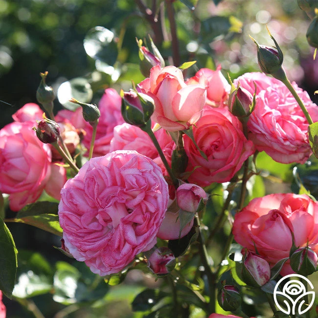 Antique 4 Antique - Image 2