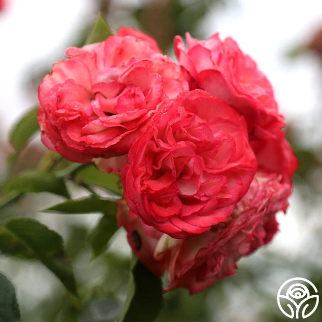 Antique 8 Antique - Image 6