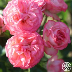 Antique 19 Antique -Heirloom Roses Antique 6 c8e8174f d0c5 446b a3ea 3696fc8bbf19