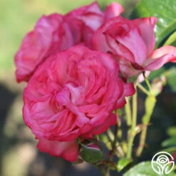 Antique 16 Antique -Heirloom Roses Antique 7 e9737f66 85f5 4e2f b8cc 314dfc3dce92