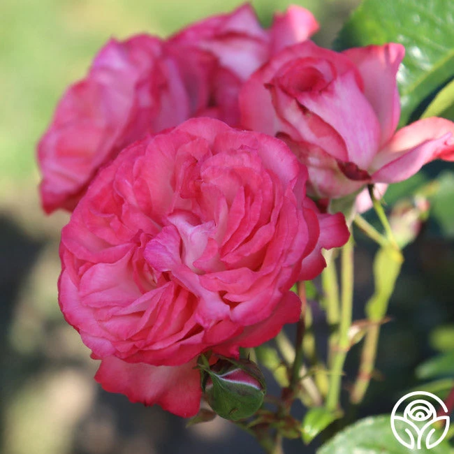 Antique 6 Antique - Image 4