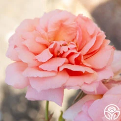 Apricot Candy™ 17 Apricot Candy™ -Heirloom Roses Aprico Candy 102