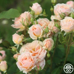 Apricot Abundance™ -Heirloom Roses Apricot Abundance 01