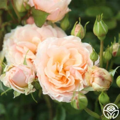 Apricot Abundance™ -Heirloom Roses Apricot Abundance 02