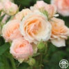 Apricot Abundance™ 1 Apricot Abundance™ -Heirloom Roses Apricot Abundance 03