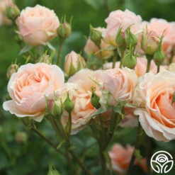 Apricot Abundance™ -Heirloom Roses Apricot Abundance 04