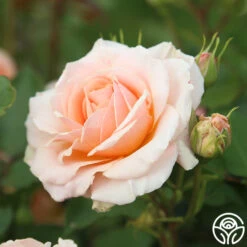 Apricot Abundance™ -Heirloom Roses Apricot Abundance 07