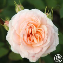 Apricot Abundance™ -Heirloom Roses Apricot Abundance 08