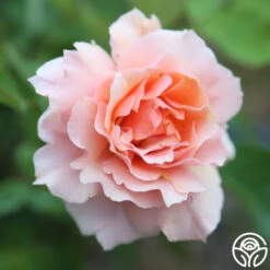 Apricot Candy™ 13 Apricot Candy™ -Heirloom Roses Apricot Candy 11