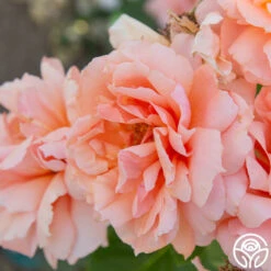 Apricot Candy™ 16 Apricot Candy™ -Heirloom Roses Apricot Candy 01