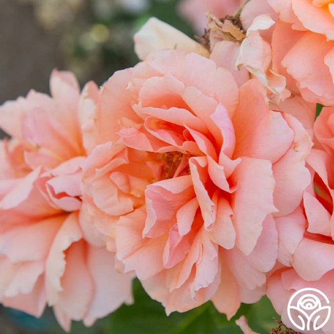 Apricot Candy™ 8 Apricot Candy™ - Image 6