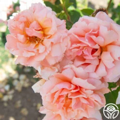 Apricot Candy™ 15 Apricot Candy™ -Heirloom Roses Apricot Candy 013