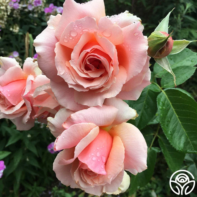 Apricot Candy™ 4 Apricot Candy™ - Image 2