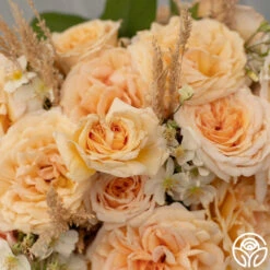 Apricots N' Cream™ -Heirloom Roses Apricot N Cream 0112
