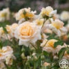 Apricot Nectar™ 2 Apricot Nectar™ -Heirloom Roses Apricot Nectar 01
