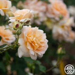 Apricot Nectar™ -Heirloom Roses Apricot Nectar 03