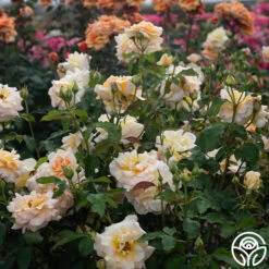 Apricot Nectar™ -Heirloom Roses Apricot Nectar 05