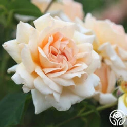 Apricots N' Cream™ -Heirloom Roses Apricots N Cream