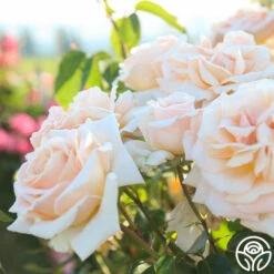 Apricots N' Cream™ -Heirloom Roses Apricots N Cream 14