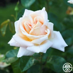 Apricots N' Cream™ -Heirloom Roses Apricots N Cream 16