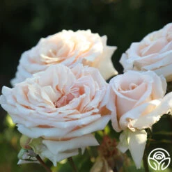 Apricots N' Cream™ -Heirloom Roses Apricots N Cream 19