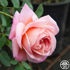 April Love™ -Heirloom Roses April Love 06