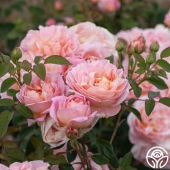 April Love™ -Heirloom Roses April Love 15