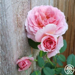April Love™ -Heirloom Roses April Love 3