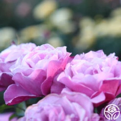 Barbra Streisand 12 Barbra Streisand -Heirloom Roses Barbra Streisand