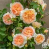 Bathsheba 2 Bathsheba -Heirloom Roses Bathsheba
