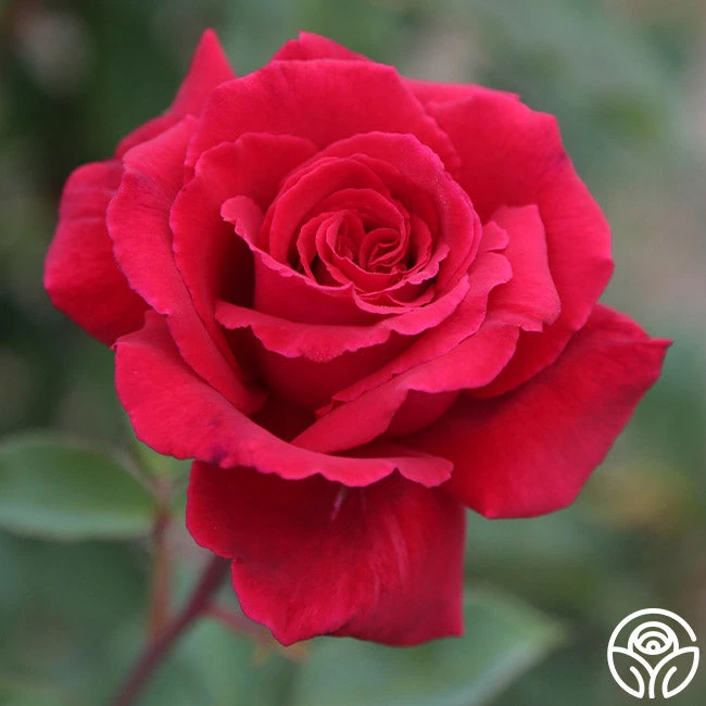 Because She Served® 3 Because She Served®