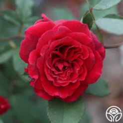 Because She Served® 17 Because She Served® -Heirloom Roses Because She Served 014