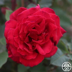 Because She Served® 14 Because She Served® -Heirloom Roses Because She Served 015