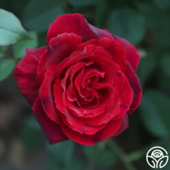 Because She Served® 15 Because She Served® -Heirloom Roses Because She Served 016