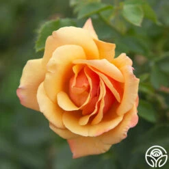 Belle Époque 12 Belle Époque -Heirloom Roses Belle Epoque 03