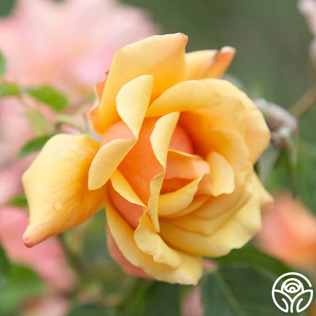 Belle Époque 4 Belle Époque - Image 2