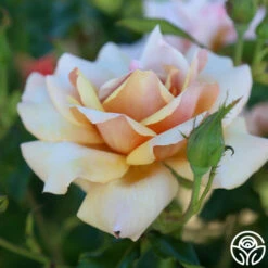 Belle Époque 11 Belle Époque -Heirloom Roses Belle Epoque 11