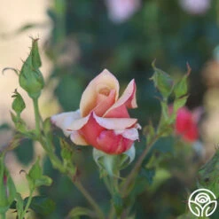 Belle Époque 13 Belle Époque -Heirloom Roses Belle Epoque 13