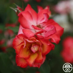 Betty Boop™ 13 Betty Boop™ -Heirloom Roses Betty Boop 111